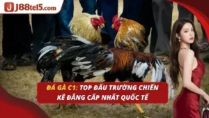 đá gà c1