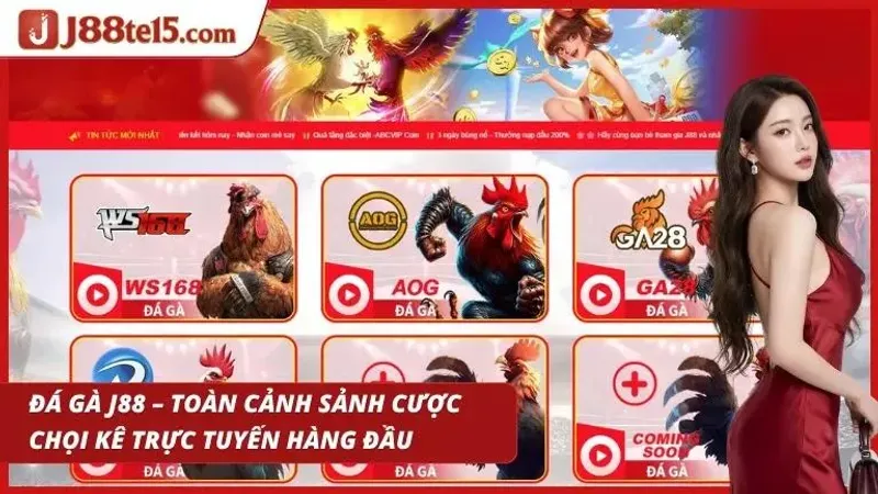 Các trận chọi kê liên tục diễn ra với nhịp cược đầy kịch tính