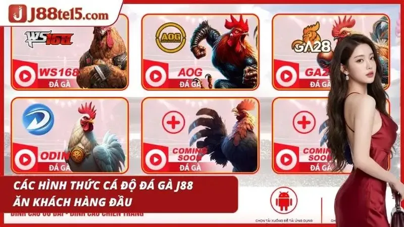 Các trận chọi kê sôi động thường thu hút lượng cược rất lớn