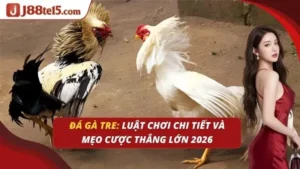 Đá gà tre